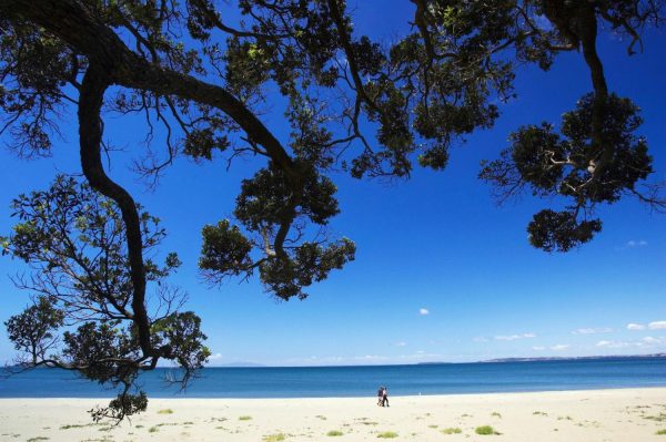 Beach & Tropical | Pohutukawa Tree Wallpaper Mural Beach & Tropical Beach & Tropical