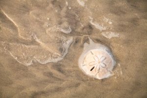 Beach & Tropical | Sand Dollar In Water Wall Mural Beach & Tropical Beach & Tropical