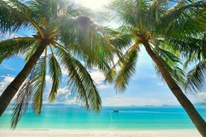 Beach & Tropical | Sunny Palm Trees Mural Wallpaper Beach & Tropical Beach & Tropical