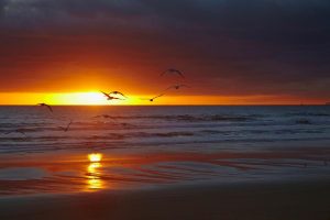 Beach & Tropical | Sunrise Over Bass Strait & Godfreys Beach Wallpaper Mural Beach & Tropical Beach & Tropical