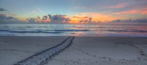 Beach & Tropical | Turtle Tracks Wall Mural Beach & Tropical Beach & Tropical