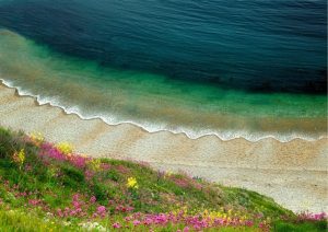 Beach & Tropical | Wildflowers And Waves Wall Mural Beach & Tropical Beach & Tropical