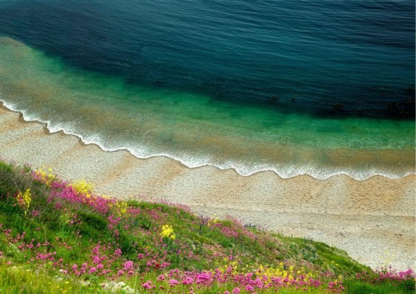 Beach & Tropical | Wildflowers And Waves Wall Mural Beach & Tropical Beach & Tropical