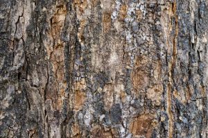 Colors | Bark Wood Texture Mural Wallpaper Colors Colors