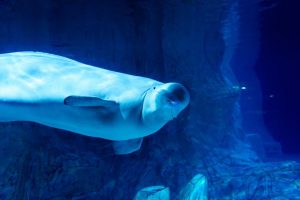 Colors | Beluga Whale In Dolphinarium Wall Mural Animals Animals