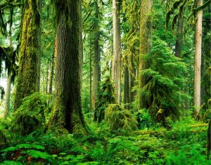 Colors | Old Growth Rainforest, Carbon River Valley Wallpaper Mural Colors Colors