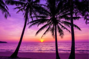 Colors | Palm Trees Silhouette At Sunset Wallpaper Mural Beach & Tropical Beach & Tropical