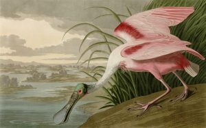 Colors | Roseate Spoonbill Wallpaper Mural Animals Animals