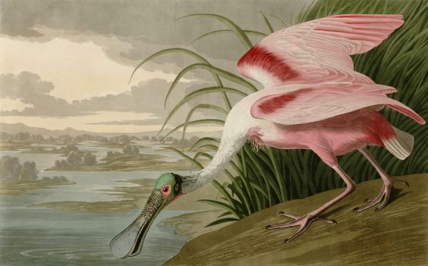 Colors | Roseate Spoonbill Wallpaper Mural Animals Animals