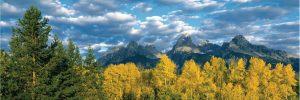 Extra Large | Aspen Grove With Teton Mountain Range Wall Mural Extra Large Extra Large