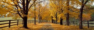 Extra Large | Autumn Trees Near Waynesboro Wall Mural Extra Large Extra Large