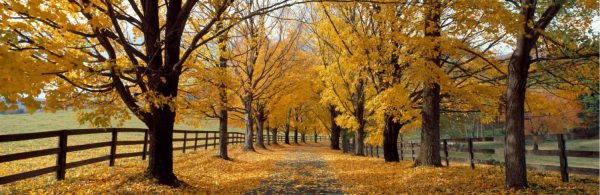 Extra Large | Autumn Trees Near Waynesboro Wall Mural Extra Large Extra Large