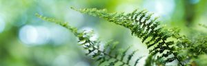 Extra Large | Close-up Of Fern Leaves Wall Mural Extra Large Extra Large