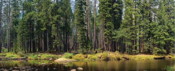 Extra Large | Merced River In Yosemite Forest Wall Mural Extra Large Extra Large