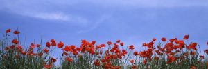 Extra Large | Poppy Field In Bloom, Tuscany, Italy Mural Wallpaper Extra Large Extra Large