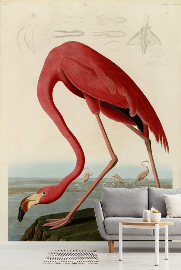 Fine Art | American Flamingo Wallpaper Mural Animals Animals