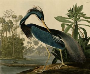 Fine Art | Louisiana Heron Wallpaper Mural Animals Animals