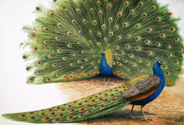 Fine Art | Peacocks Mural Wallpaper Fine Art Fine Art