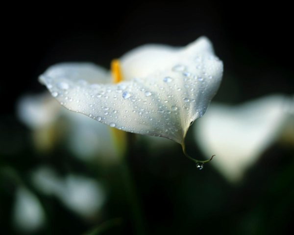 Flowers | After The Rain (Irwin) Wall Mural Flowers Flowers