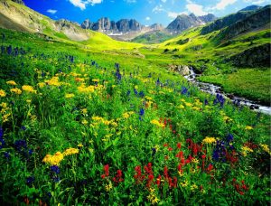 Flowers | American Basin Wall Mural Flowers Flowers