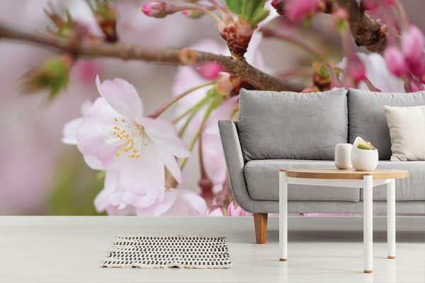 Flowers | Cherry Blossoms And Buds Wall Mural Wallpaper Murals Flowers