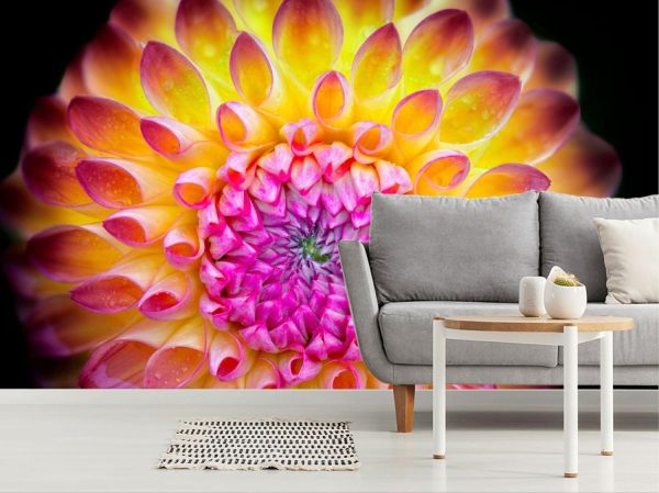 Flowers | Close Up Dahlia Wall Mural Flowers Flowers