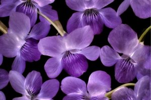 Flowers | Close Up Of Violet Wildflowers Wall Mural Flowers Flowers