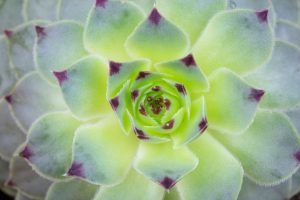 Flowers | Close Up Sunny Succulent Wall Mural Flowers Flowers