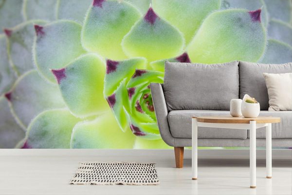 Flowers | Close Up Sunny Succulent Wall Mural Flowers Flowers