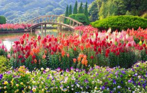 Flowers | Colorful Flower Garden Mural Wallpaper Flowers Flowers