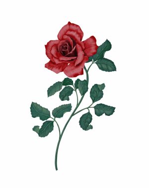 Flowers | Deep Red Rose Mural Wallpaper Flowers Flowers