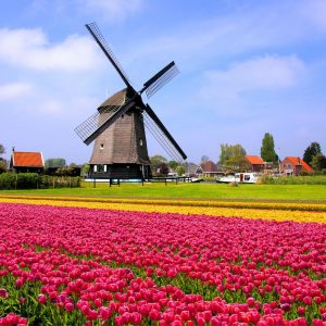 Flowers | Dutch Tulip Field And Windmill Wallpaper Mural Flowers Flowers