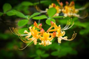 Flowers | Flame Azalea Group Mural Wallpaper Flowers Flowers