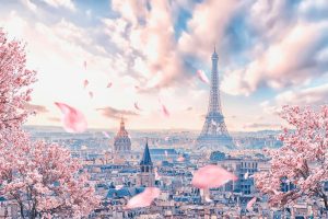 Flowers | French Sakura Wall Mural City & Skyline City & Skyline