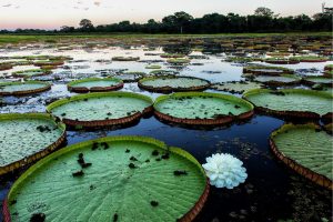 Flowers | Giant Lily Pads Wall Mural Flowers Flowers