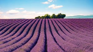 Flowers | Lavender Field South Of France Wall Mural Flowers Flowers