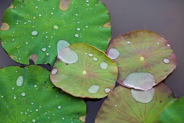 Flowers | Lily Pond Wall Mural Flowers Flowers