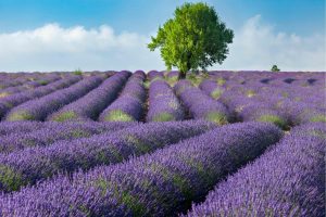 Flowers | Lone Tree In Field Of Lavender Wall Mural Flowers Flowers