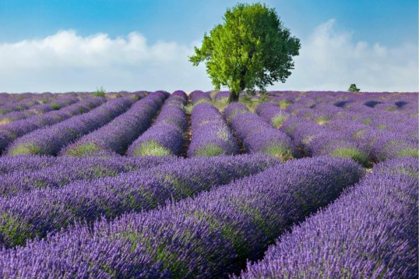 Flowers | Lone Tree In Field Of Lavender Wall Mural Flowers Flowers