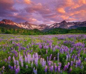 Flowers | Lupine On Dallas Divide Wall Mural Flowers Flowers