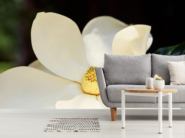 Flowers | Magnolia Charm Mural Wallpaper Flowers Flowers