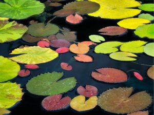 Flowers | Pattern Of Water Lily Leaves Wall Mural Flowers Flowers