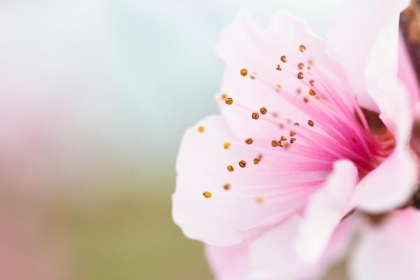 Flowers | Peach Blossom Macro Wall Mural Flowers Flowers