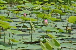 Flowers | Pink Lotus Flowers In The Canal Mural Wallpaper Flowers Flowers