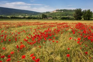 Flowers | Poppy Field Wallpaper Mural Flowers Flowers