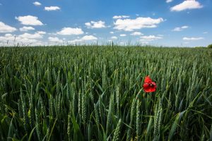 Flowers | Single Poppy, France Mural Wallpaper Flowers Flowers