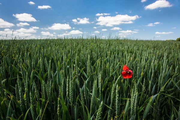 Flowers | Single Poppy, France Mural Wallpaper Flowers Flowers