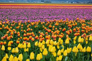 Flowers | Skagit Valley Tulip Fields Mural Wallpaper Flowers Flowers