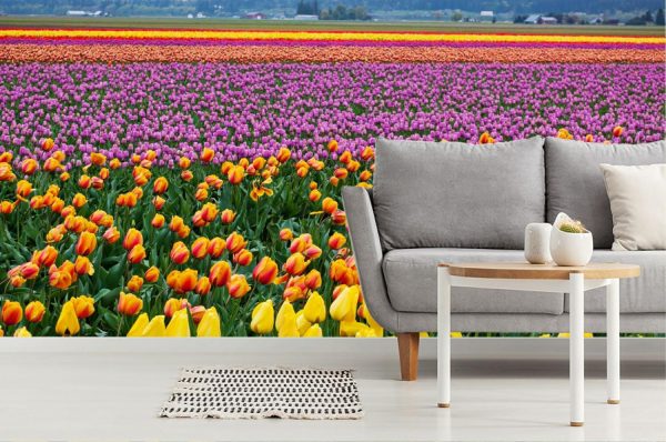 Flowers | Skagit Valley Tulip Fields Mural Wallpaper Flowers Flowers