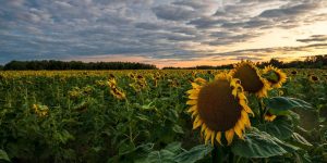 Flowers | Sunflower Farm Wall Mural Flowers Flowers